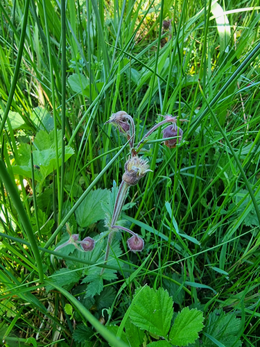 Geum rivale, photograph 6