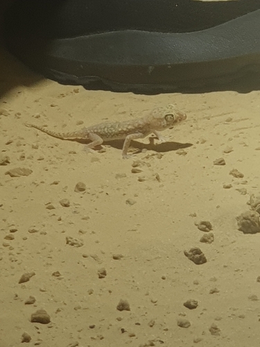 Anderson's Short-fingered Gecko