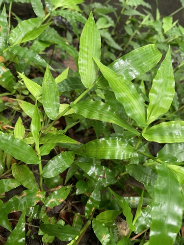 Oplismenus compositus