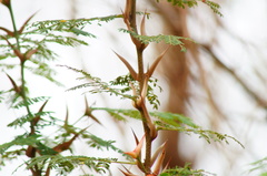 Vachellia cornigera, photograph Carlos Domínguez-Rodríguez, CC BY, iNaturalist via GBIF