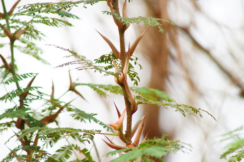 Vachellia cornigera, photograph 4