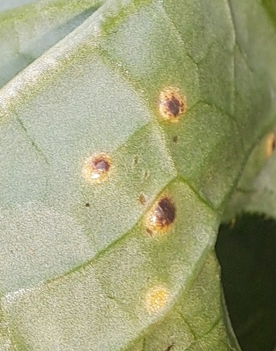 Puccinia cnici-oleracei, 2026-08-27