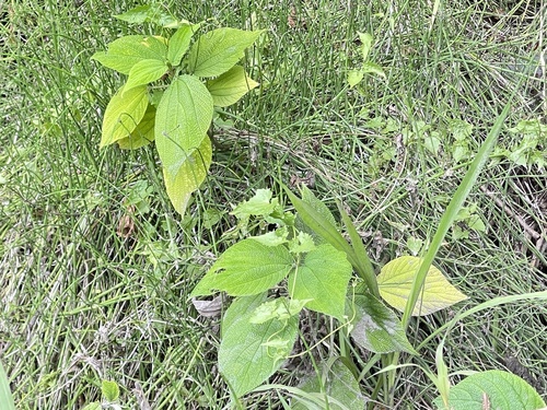 Cypholophus observed 2026-02-04