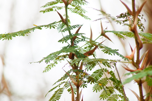Vachellia cornigera, photograph 5