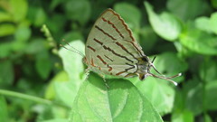 Hemiolaus