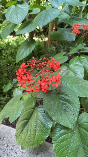 Clerodendrum speciosissimum observed 2026-08-27