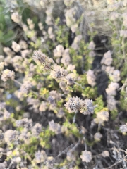 Satureja thymbra, photograph (c) Pantazi Katerina, some rights reserved (CC BY)