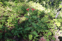 Salvia fulgens