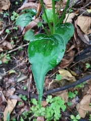 Alocasia cucullata