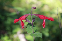 Salvia fulgens