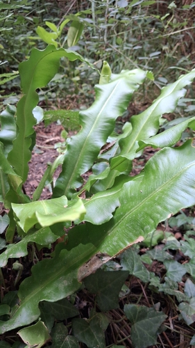 Hart's-tongue fern