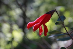 Salvia fulgens