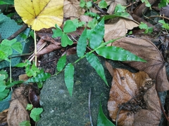 Oplismenus compositus