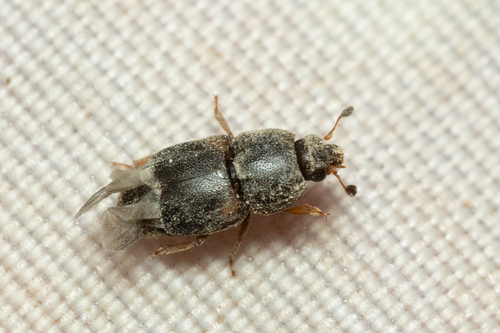 Urophorus humeralis, 2026-08-20