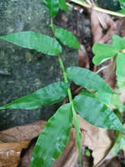 Oplismenus compositus