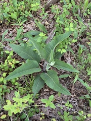 Silphium mohrii