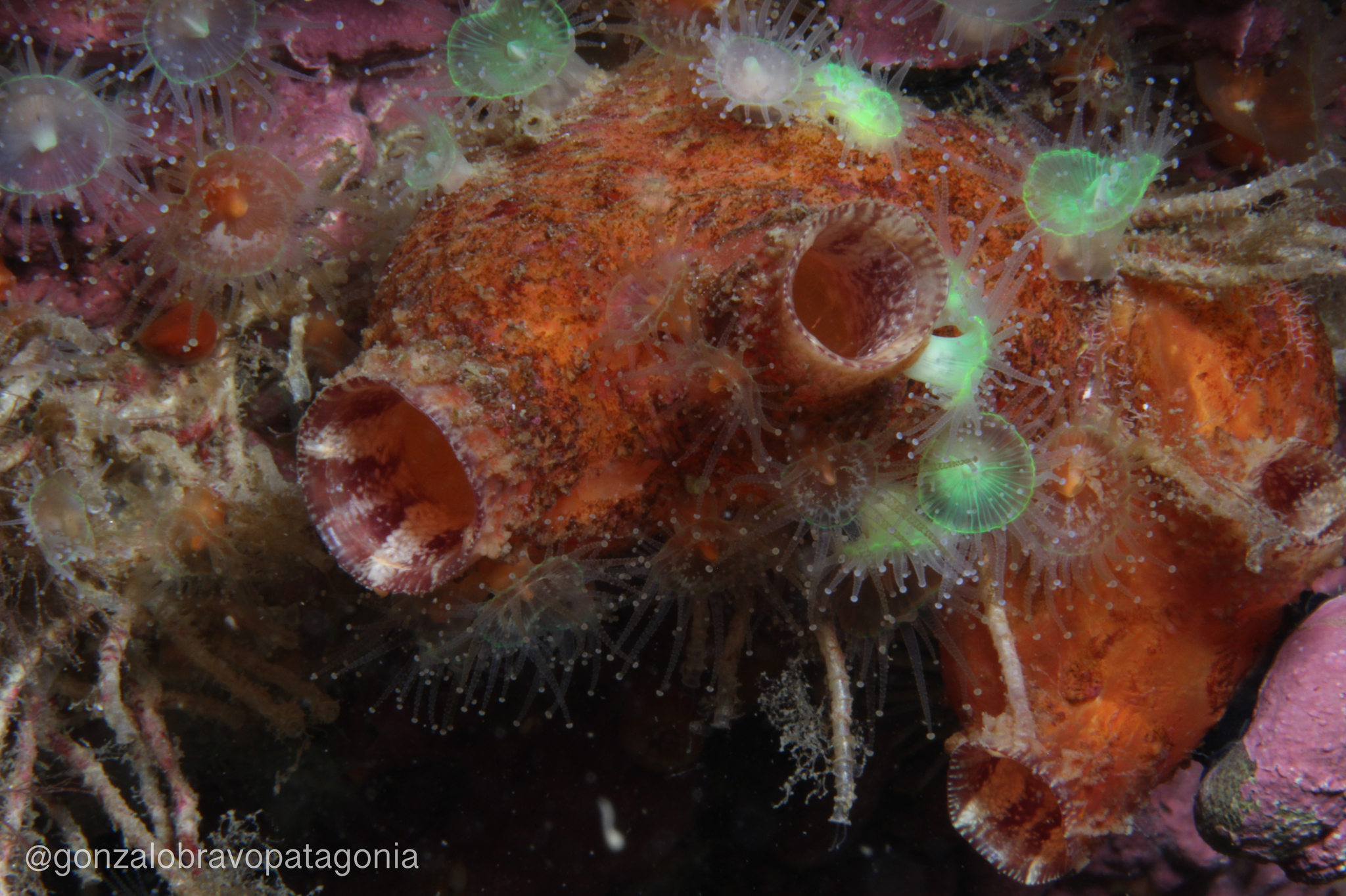 Asterocarpa humilis (Heller, 1878)
