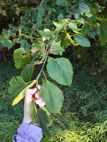 basswood