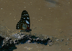 Graphium leonidas leonidas
