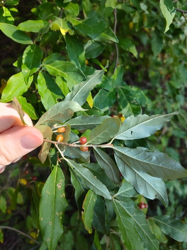 autumn olive