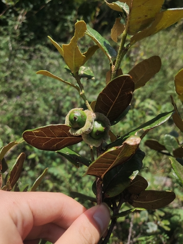 Quercus guyavifolia observed 2026-07-23