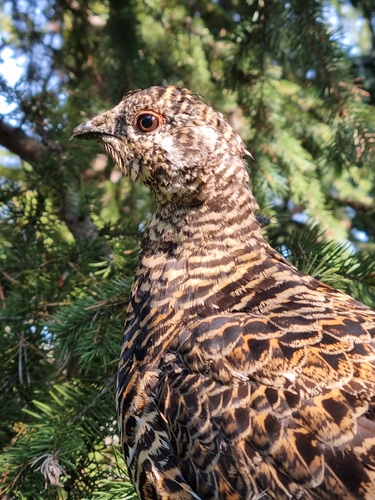 Spruce Grouse