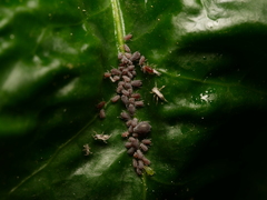 Aphis hederae