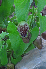 Aristolochia olivieri