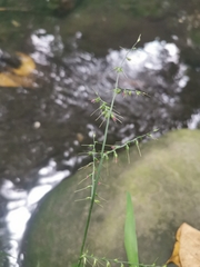 Oplismenus compositus