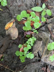 Pilea peploides major