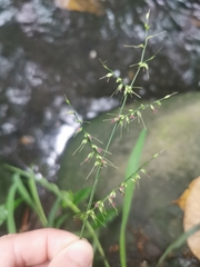 Oplismenus compositus