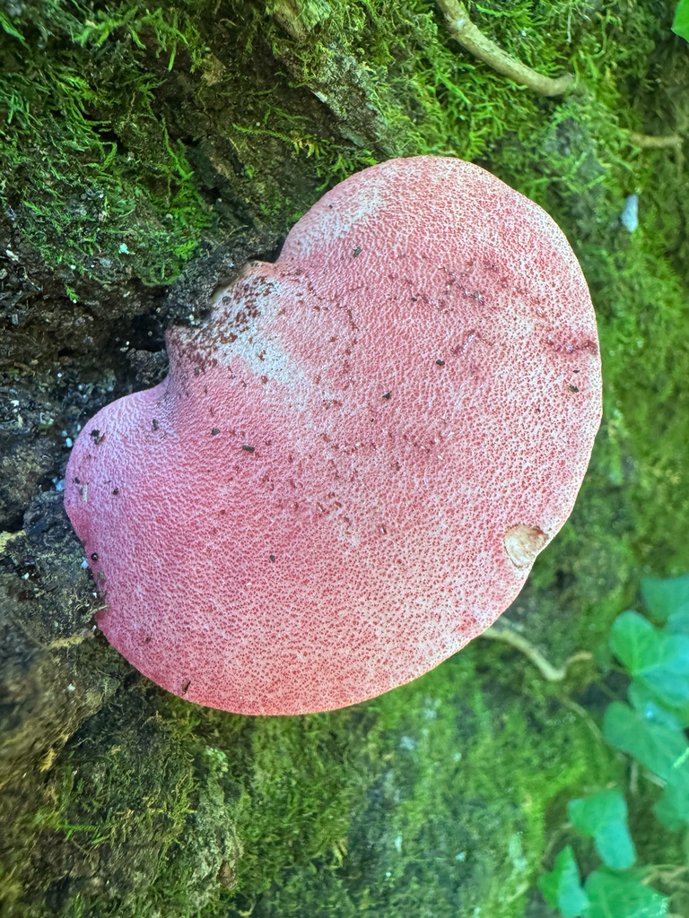 Fistulina americana · August 2026 · photo: Photo: (c) Shelby Lyn Sanders, some rights reserved (CC BY) · iNaturalist