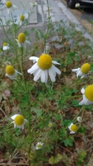 Matricaria