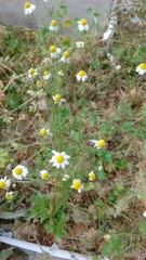 Matricaria