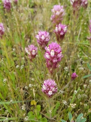 Castilleja densiflora densiflora