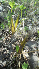 Dactylorhiza incarnata cruenta