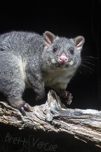 Short-eared Brush-tailed Possum, Fernbrook NSW 2453, Australia, photo 3 of 10