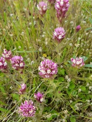 Castilleja densiflora densiflora