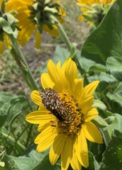 Euphydryas editha taylori