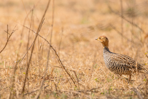 iNaturalist image