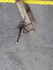 Promachus nigrialbus