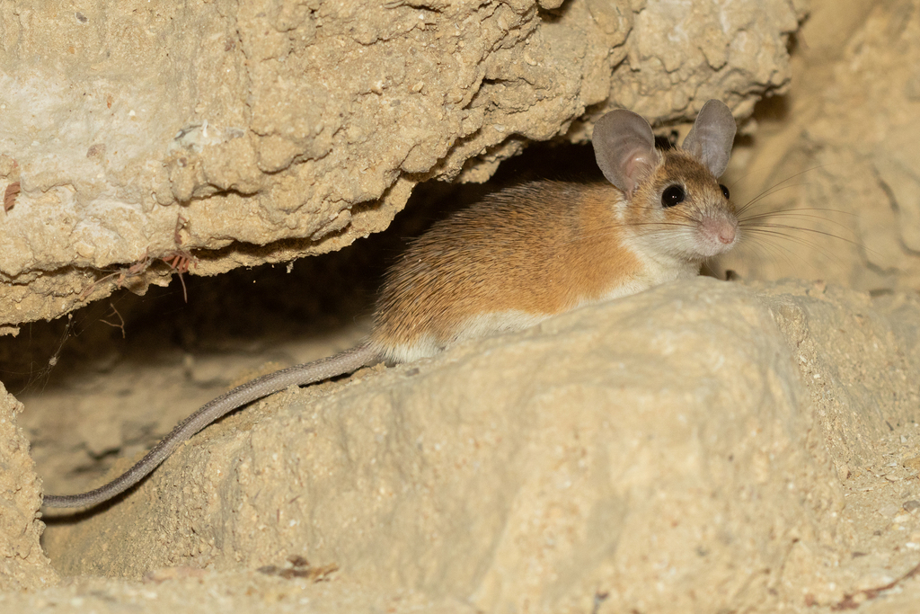 Arabian Spiny Mouse