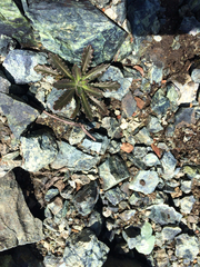 Streptanthus glandulosus pulchellus