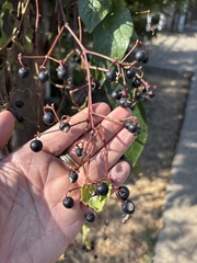 Cissus trifoliata, photograph (c) Sam Kieschnick, some rights reserved (CC BY)