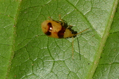 Monolepta bifasciata