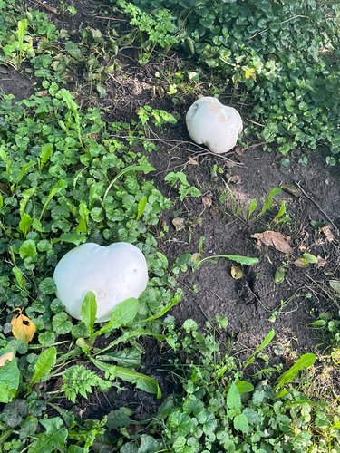 giant puffball