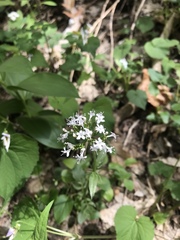 Valeriana arizonica