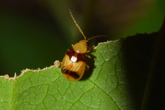 Monolepta bifasciata
