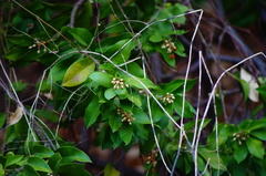 Citharexylum berlandieri