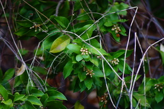 Citharexylum berlandieri